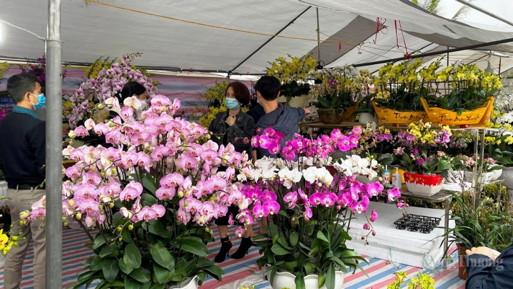 Nhộn nhịp chợ hoa Tết tại Tp.Hạ Long (Quảng Ninh)