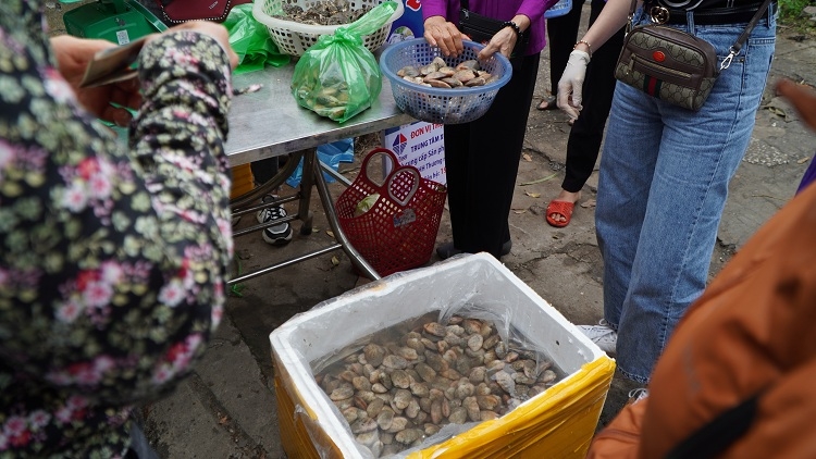 ngao hai cui da duoc phep xuat khau chinh ngach vao trung quoc