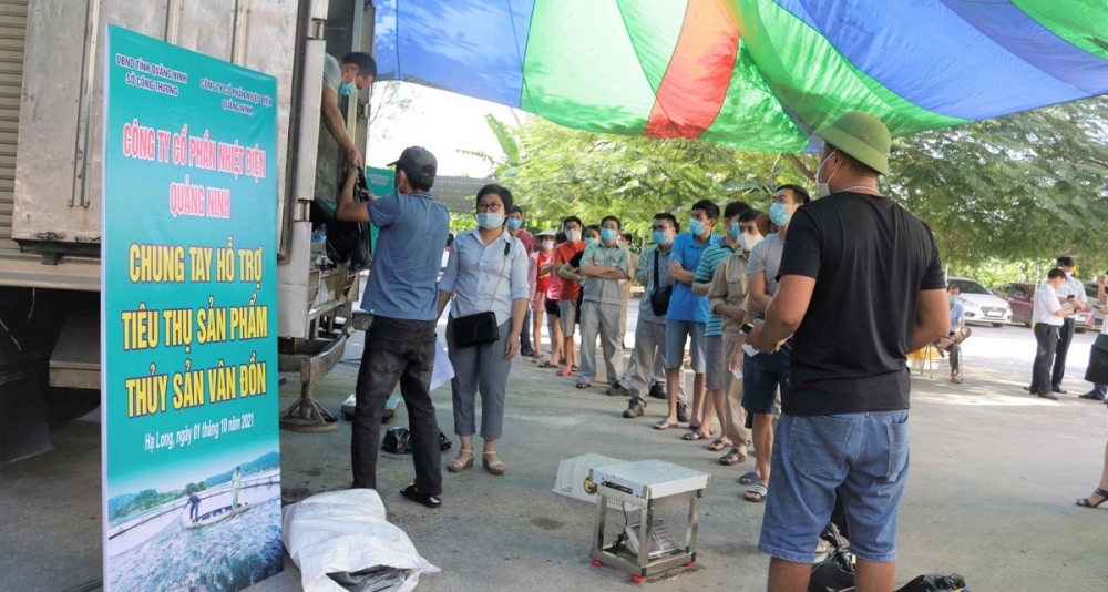 Công ty Cổ phần Nhiệt điện Quảng Ninh hỗ trợ tiêu thụ 3 tấn cá song Vân Đồn