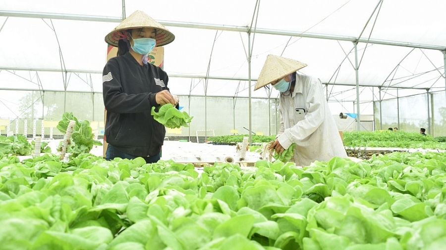 Khu nông nghiệp ứng dụng công nghệ cao huyện Kon Plông