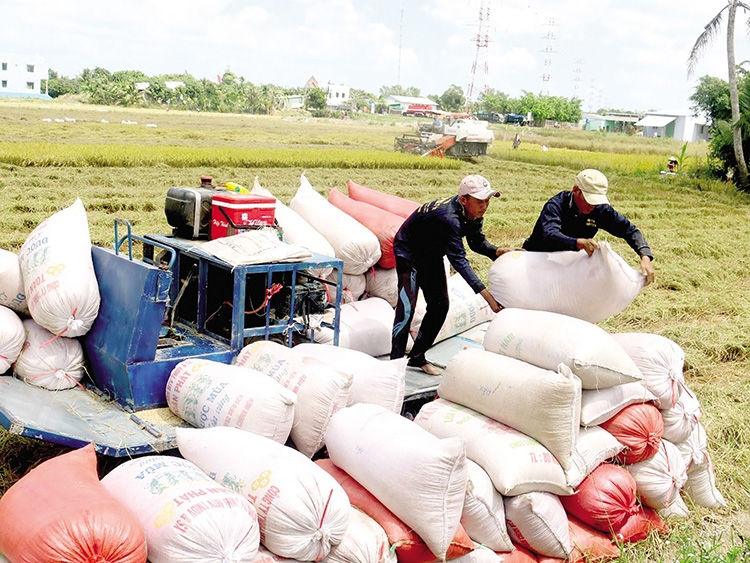 Giá lúa gạo hôm nay 22/9: Giá gạo liên tục tăng, giao dịch sôi động