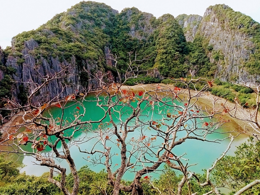 Mùa lá đỏ trên Vịnh Hạ Long