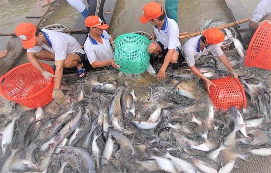 Giá cá tra nguyên liệu tăng cao kỷ lục