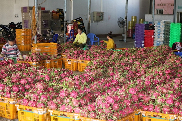 Tỉnh Bình Thuận sẽ mở rộng thị trường tiêu thụ sản phẩm thanh long sang các nước