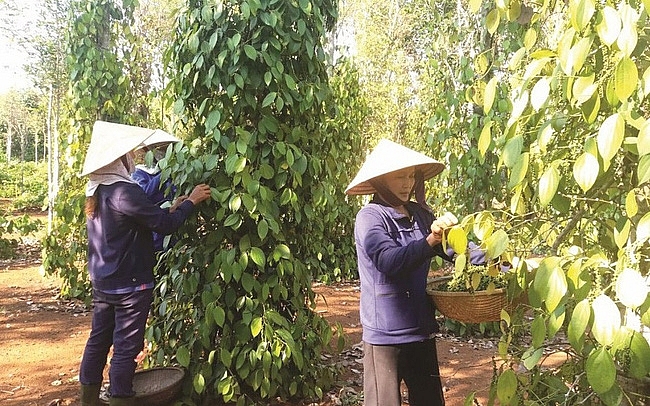 xuat khau ho tieu giam hau khap thi truong co hoi o eu