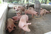 Giá lợn hơi hôm nay 2/2: Tiếp đà giảm tại nhiều địa phương