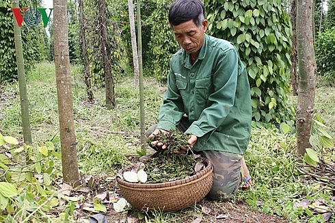 ho tieu duoc mua nong dan van khong vui
