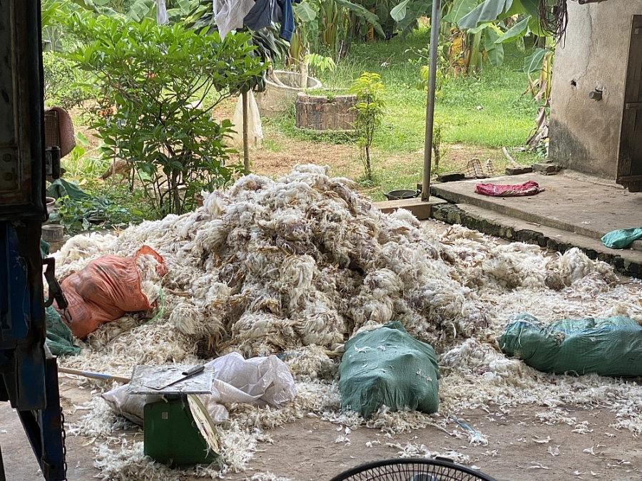 Thái Nguyên: Phát hiện gần 3 tấn gà chết bốc mùi phải tiêu huỷ ngay