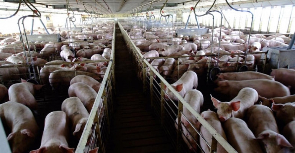 Ngành sản xuất thịt lợn tại Mỹ muốn thâm nhập vào thị trường Việt Nam