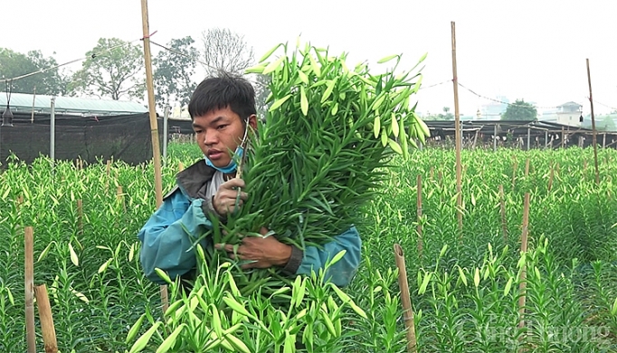 nguoi nong dan dieu dung vi mua hoa truot gia