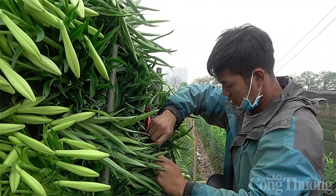 nguoi nong dan dieu dung vi mua hoa truot gia