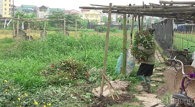 nguoi nong dan dieu dung vi mua hoa truot gia