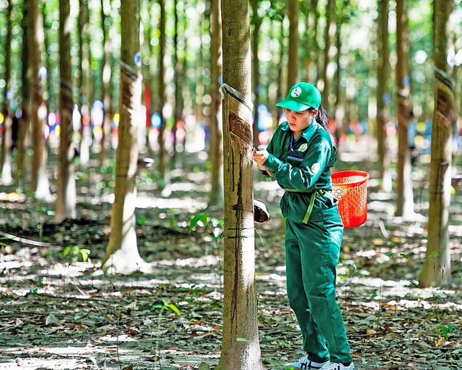 Rubber export: Improving quality to increase value