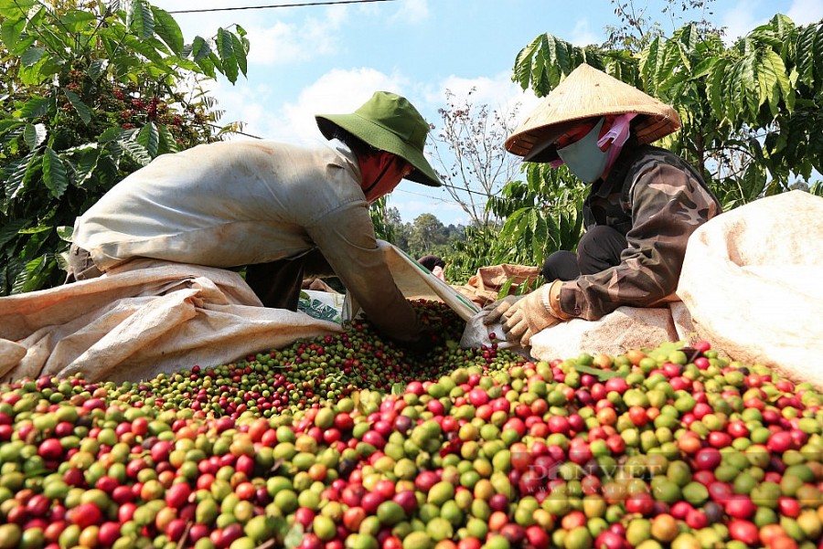FTA Việt Nam – Liên minh châu Âu : Mở rộng thị phần cho cà phê Việt
