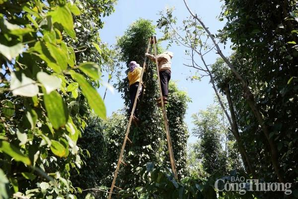 Giá tiêu hôm nay 13/12/2024: Giá tiêu trong nước giảm nhẹ